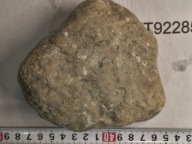 Skamieliny koralowce minerały