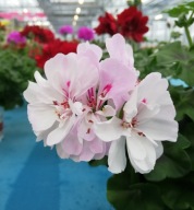 Pelargonia Peltatum Sunflair EVA White ZWISAJĄCA PEŁNA