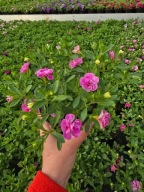 Million Bells Double Pastel Pink