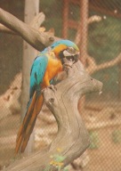 GDAŃSK - OLIWA - ARA BŁEKITNA - PTAK - ZOO - OGRÓD ZOOLOGICZNY