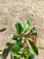 Głownik red robin kula na pniu 100 cm. P9 Pakiet 5 sztuk