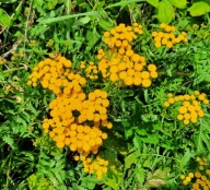 Wrotycz pospolity odstrasza komary i kleszcze żółty kwiatostan sadzonka