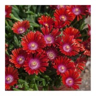 Słonecznica Sundella 'RED' P9