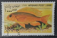 Ryby (kas) - luzak - do uzupełnień 13/6