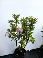 Kalmia szerokolistna UTOPIA zimozielona