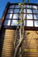 Magnolia wąska fioletowa mini szczepiona inna