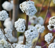 Pięknotka ,,BIAŁE KORALE" unikat sadzonka w doniczce