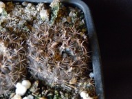 Kaktusy: Frailea pumila GF 901