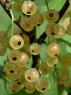 Porzeczka biała 'Blanca' c2 10cm