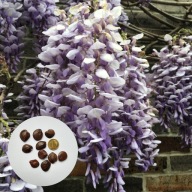 Wisteria sinensis – glicynia chińska | 10 nasion + instrukcja wysiewu