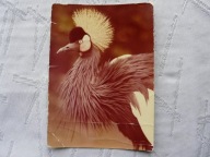 ŻURAW KORONIASTY KAW