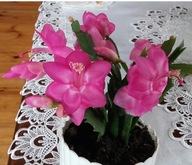 SCHLUMBERGERA ### ANAPOLIS ### GRUDNIK EPIPHYLLUM SZCZEPKA BEZ KORZENIA