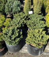 Jodła balsamiczna Nana 30cm