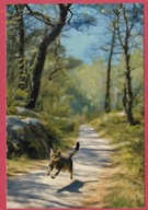 Kot kotek koty rasa harce kot w życiu człowieka pocztówka