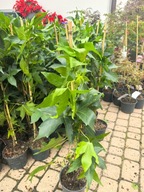 Ambrowiec amerykański 'Slender Silhouette' Liquidambar KOLUMNOWY SADZONKA