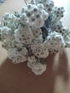 Anafalis naturalny suszony susz naturalny polski biały