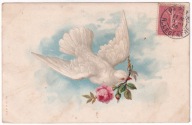 Gołąb kurier z Różą 1906r. Litografia