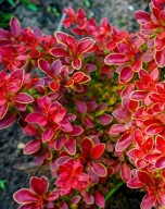 Berberys Admiration (berberis thunbergii 'Admiration')C2 20cm duża sadzonka