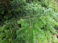 Jodła Kaukaska Gałązki Świeże 2,5kg ~ 15 szt.