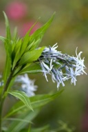 AMSONIA LŚNIĄCA szybko rośnie tworzy ładne KRZACZKI SADZONKI