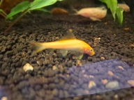 Glonojady syjamskie złoty - czyściciele glonów