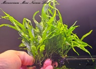 Microsorium Mini Narrow Leaf od fibell