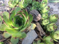 Zestaw roślin na skalniak 100 sztuk mix gatunków