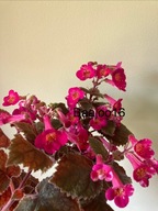 Achimenes MM's Eros - kłącze