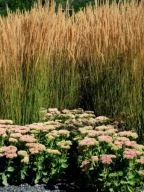 Trzcinnik ostrokwiatowy 'Karl Foerster' (calamagrostis ) C2 30/40cm