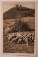 RUINY ZAMKU - ZAMEK, WYPAS OWIEC - CIEKAWA, STARA