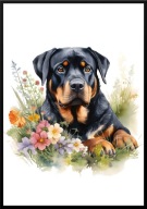 A2 PLAKAT PIES W KWIATACH RASA ROTTWEILER