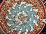 Kaktus Lophophora williamsii duża z ziemią i donicą L2 + gratisy +ogrzewacz