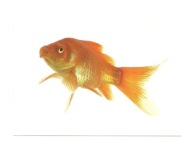 Pocztówka - Karaś złocisty / karaś chiński / złota rybka / OPIS !!!