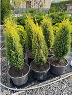 Jałowiec pospolity Suecica Aurea 80-90cm