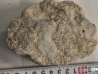 Skamieliny, minerały, koralowce