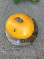 Pomidor Brandywine Yellow pyszny klasyk nasiona kolekcjonerskie