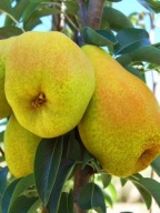 Grusza UKRAIŃSKA – bardzo duże owoce, plenna