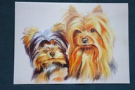 CZYSTY KARNET Z YORKAMI