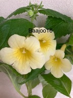 Achimenes MM's Andul - kłącze