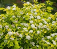 Pęcherznica Nugget P9