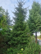 Świerk kaukaski Aureospicata c5 duża sadzonka