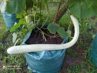 Tykwa Snake Nasiona. Wysyłka z Dostawą 2 - 6 dni!