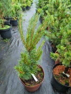 Sosna drobnokwiatowa Pinus parviflora 'Brevifolia' NA BIG BONSAI