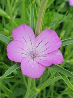 DZIKI KĄKOL MAK MIODODAJNE NASIONA DLA PSZCZÓŁ MIESZANKA KWIATOWA