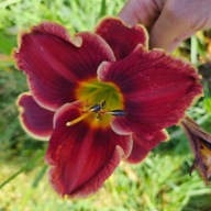 Liliowiec Calgary Stampede