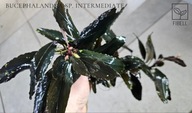 Bucephalandra sp. Intermediate od fibell