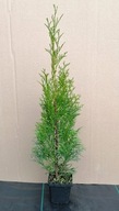 Tuja thuja szmaragd PIĘKNA SADZONKA 10--20 cm