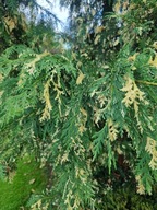 Cyprysik Gloria Polonica C5 szczepiony