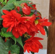 BEGONIA BULWIASTA ZWISAJĄCA Illumination Scarlet