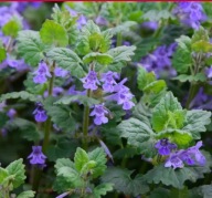 bluszczyk kurdybanek Cenne Zioło Doniczka 9x10 cm Z OGRODU CZAROWNICY